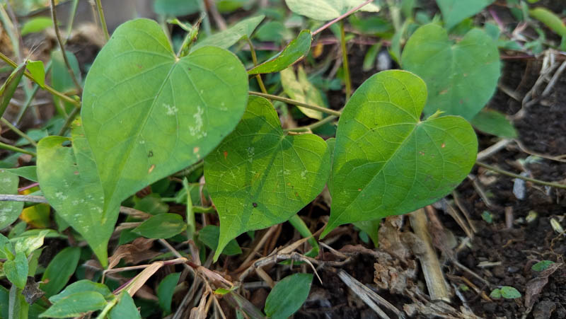 Fresh green leaves grow from earthy soil 1 Fresh green leaves grow from earthy soil