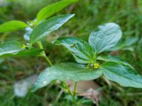 Vibrant green leaves gleam with dew under soft light