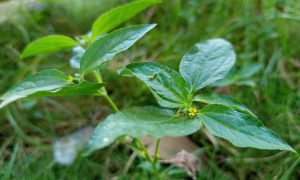 Vibrant green leaves gleam with dew under soft light