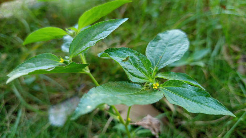 Vibrant green leaves gleam with dew under soft light 1 Vibrant green leaves gleam with dew under soft light