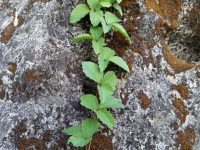 Vine climbs rugged, mossy stone with resilience
