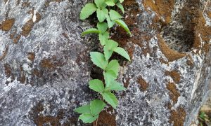 IMG_20260615_163426 Vine climbs rugged, mossy stone with resilience