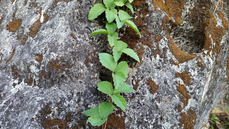 Vine climbs rugged, mossy stone with resilience