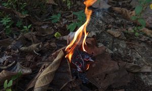 Fiery flame dances atop dry leaves