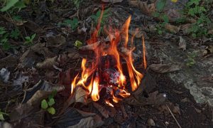 Fire burns brightly among fallen leaves