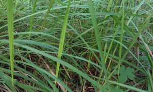 Tall green blades sway gently in natural light