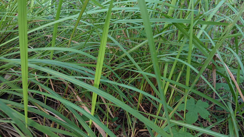 Tall green blades sway gently in natural light
