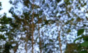 Blurry trees sway gently against a soft blue sky