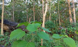 IMG_20260615_164623 Large green leaves frame a dense forest backdrop