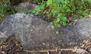 Large, weathered stone rests among green foliage