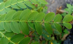 Bright green leaves in close-up view