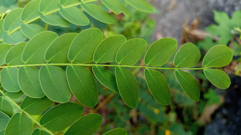 Bright green leaves in close-up view