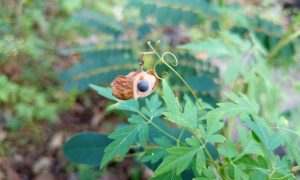 Green leafy plant with unique seed pod