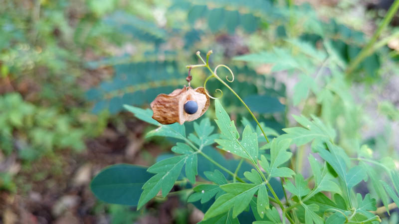 Green leafy plant with unique seed pod