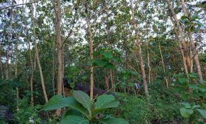 IMG_20260615_164927 Tall trees stand dense in a verdant forest