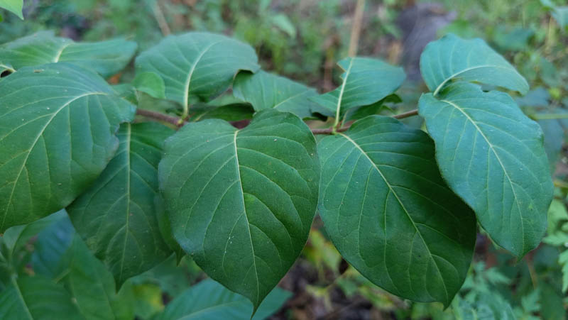 Vibrant green leaves cluster on a slender branch