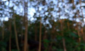 IMG_20260615_165119 Blurred forest scene with tall trees and soft bokeh