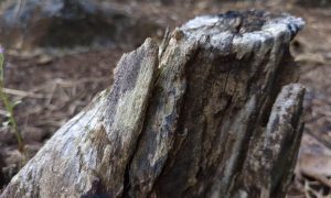 Weathered wood stump stands tall in forest floor