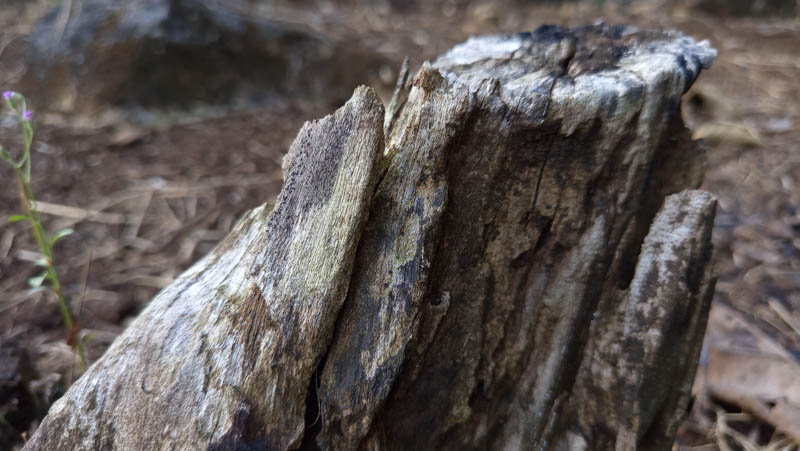 Weathered wood stump stands tall in forest floor