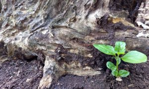 Tiny green sprout emerges from rich soil