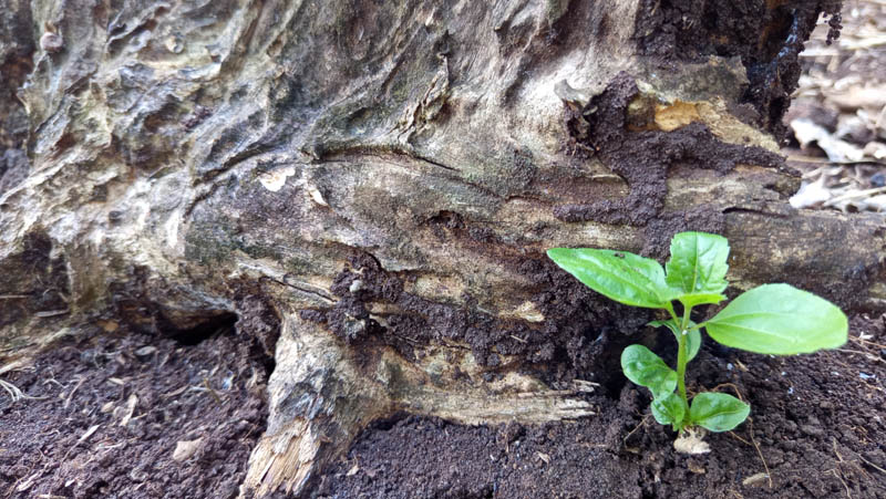 Tiny green sprout emerges from rich soil
