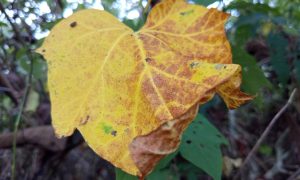 Yellow leaf with brown spots hangs from vine
