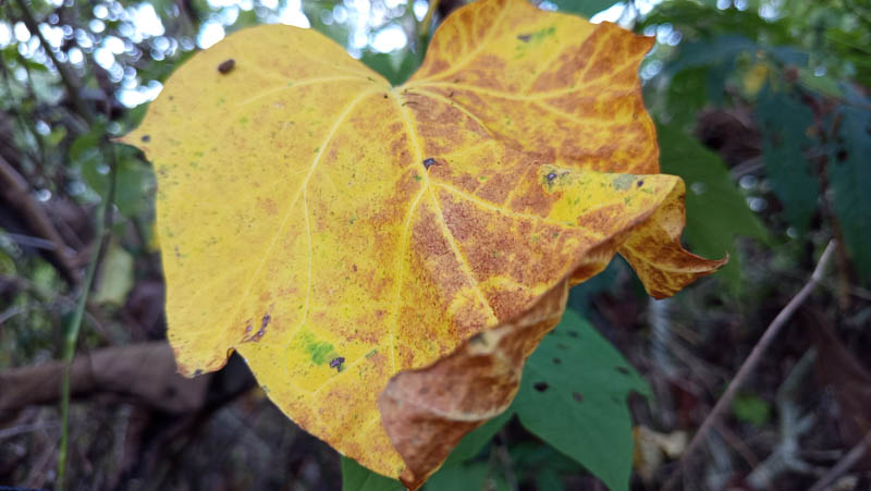 Yellow leaf with brown spots hangs from vine