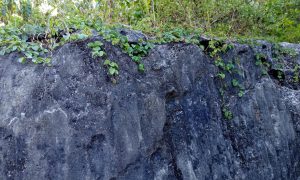 Rugged cliff face with moss and vines clinging to stone