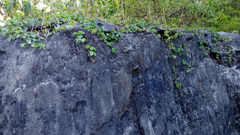 Rugged cliff face with moss and vines clinging to stone