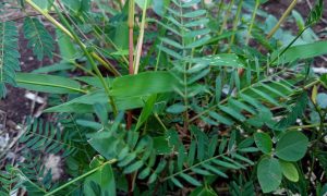 Green ferns and grasses grow wild in natural soil