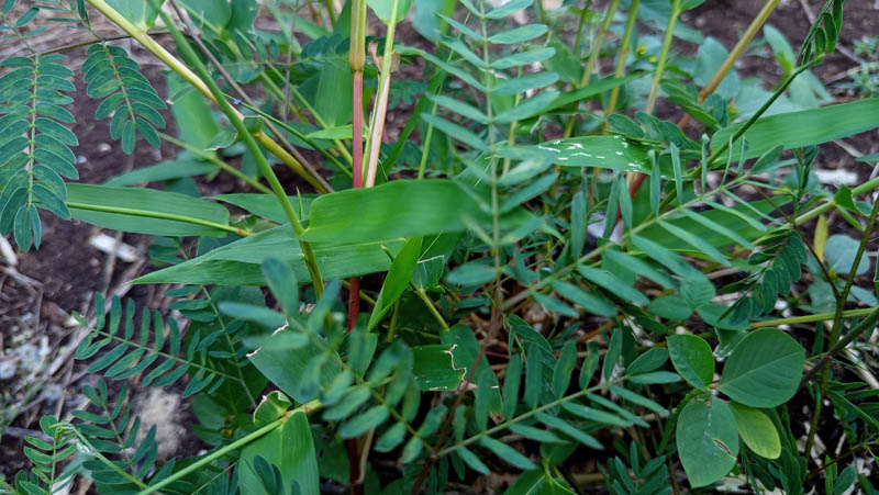 Green ferns and grasses grow wild in natural soil