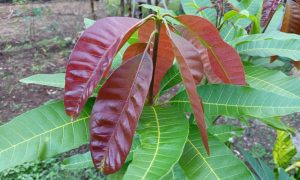 Vibrant red leaves contrast with lush green foliage