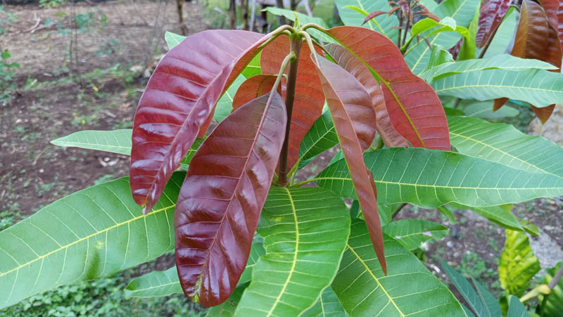 Vibrant red leaves contrast with lush green foliage