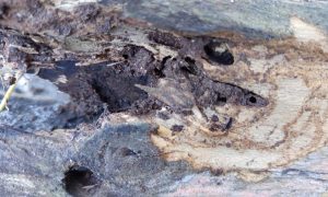 Damaged wood shows deep decay and insect tunnels