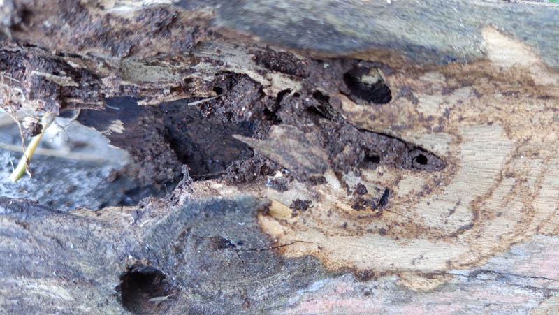 Damaged wood shows deep decay and insect tunnels