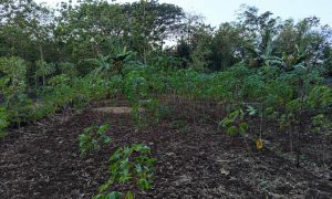 Freshly tilled earth stretches beneath green shoots