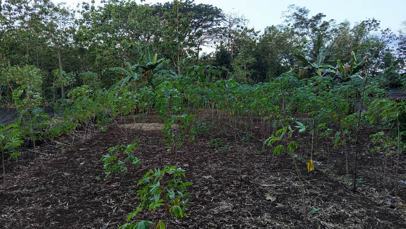 Freshly tilled earth stretches beneath green shoots
