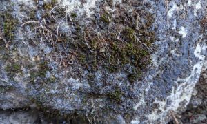 Moss clings to rough, gray rock surface