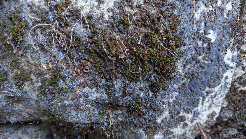 Moss clings to rough, gray rock surface