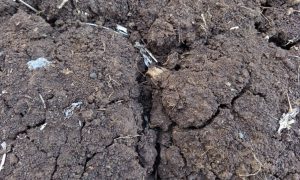 Dry soil cracks deeply under arid conditions