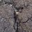 Dry soil cracks deeply under arid conditions