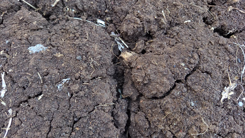 Dry soil cracks deeply under arid conditions