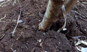Dark soil cradles a plant's thick, rough stem