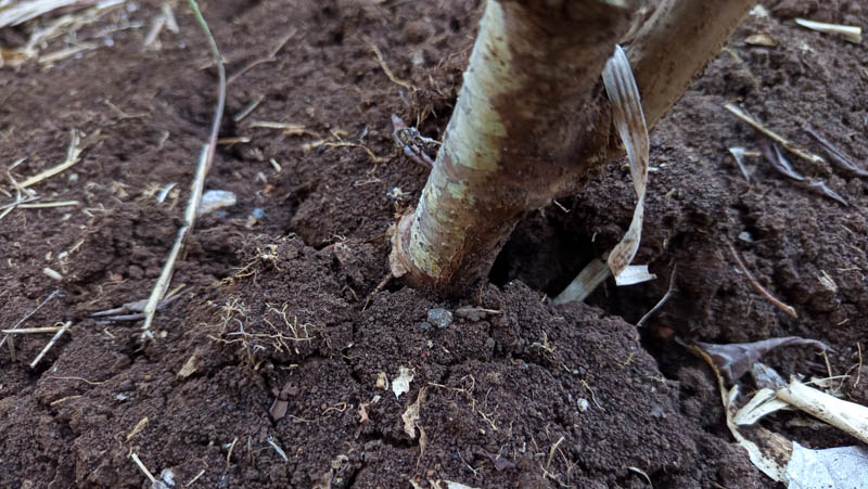 Dark soil cradles a plant's thick, rough stem