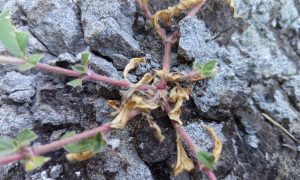 Tiny plant struggles through cracked, rough stone surface
