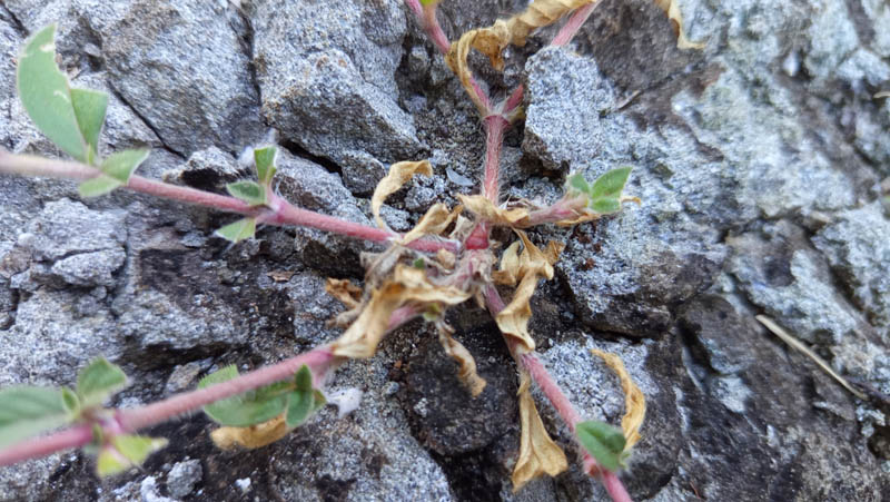 Tiny plant struggles through cracked, rough stone surface