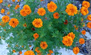 Vibrant orange marigolds bloom against green foliage