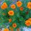 Vibrant orange marigolds bloom against green foliage
