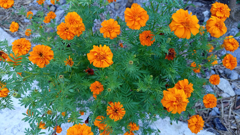 Vibrant orange marigolds bloom against green foliage