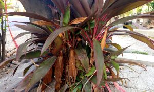 Tropical plant with reddish-purple leaves
